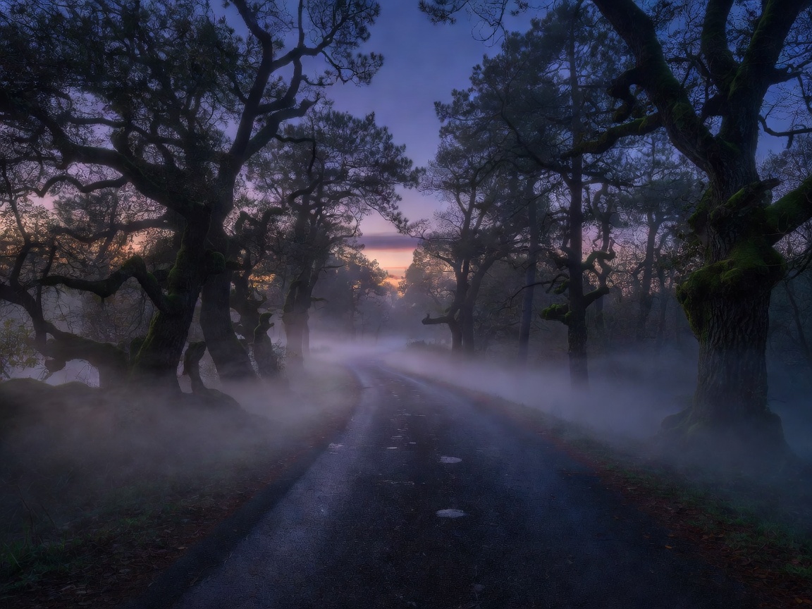 Mysterious Foggy Woods Night Sky